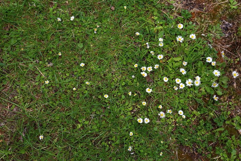 Nature Grass Flowers 008