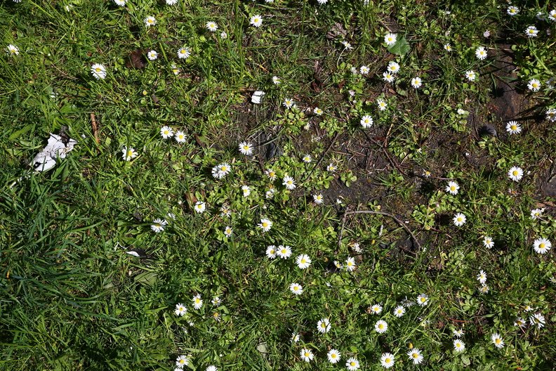 Nature Grass Flowers 009