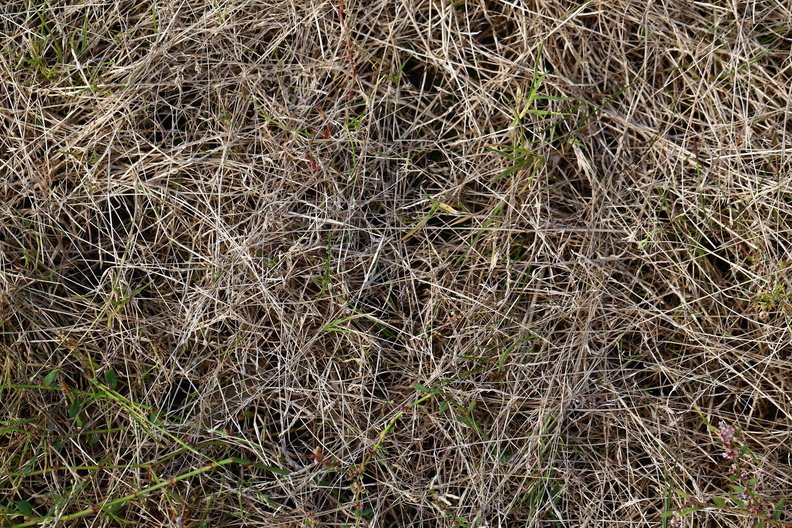 Nature Grass Dry 010