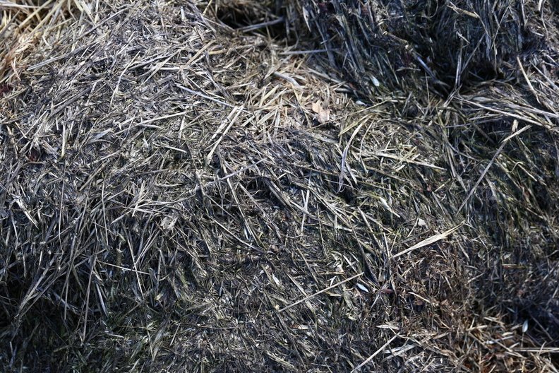 Nature Grass Dry 011