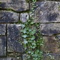 Wall Stone Bricks 028