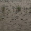 Sea Sand 078