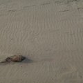Sea Sand 079