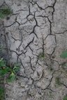 Soil Cracked 001