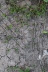 Soil Cracked 002