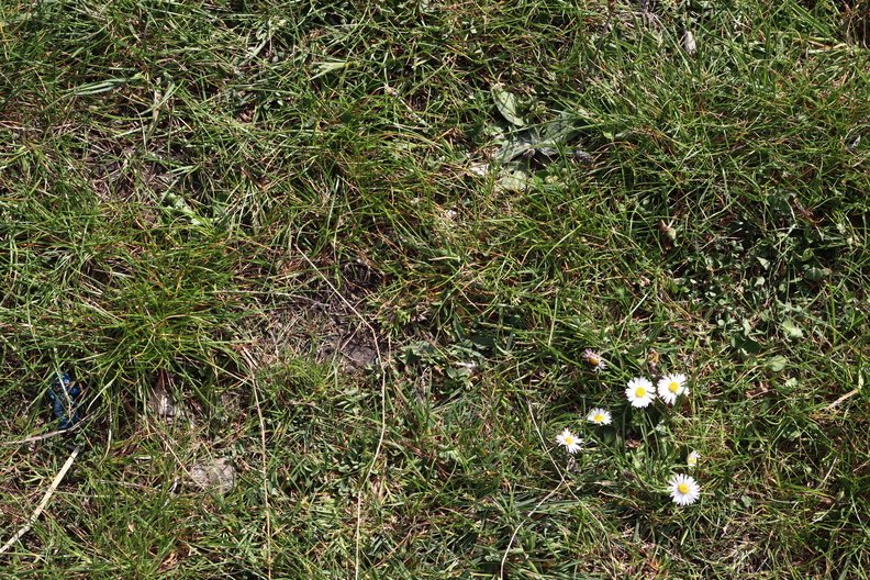 Nature Grass Flowers 014