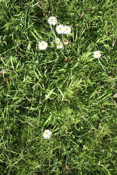 Nature Grass Flowers 001