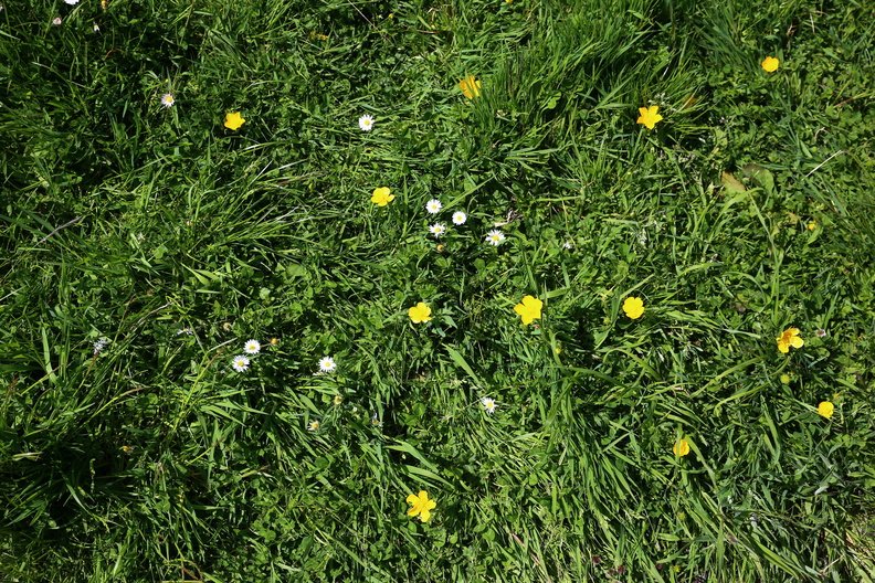 Nature Grass Flowers 003