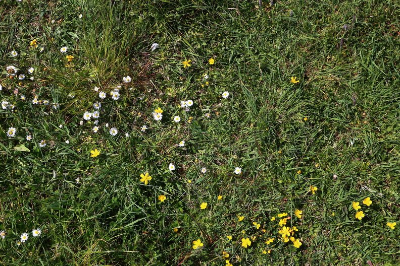 Nature_Grass_Flowers_004.JPG