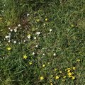 Nature Grass Flowers 004