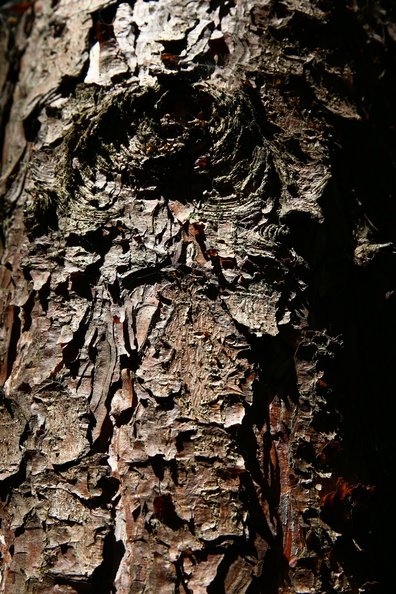 Nature Tree Trunk 017