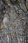 Nature Tree Trunk 001