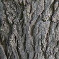 Nature Tree Trunk 003