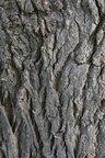 Nature Tree Trunk 003