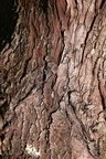 Nature Tree Trunk 004