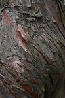 Nature Tree Trunk 010