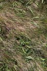 Nature Grass 006