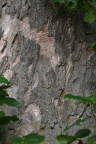 Nature Tree Trunk 024