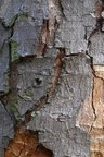 Nature Tree Trunk 028