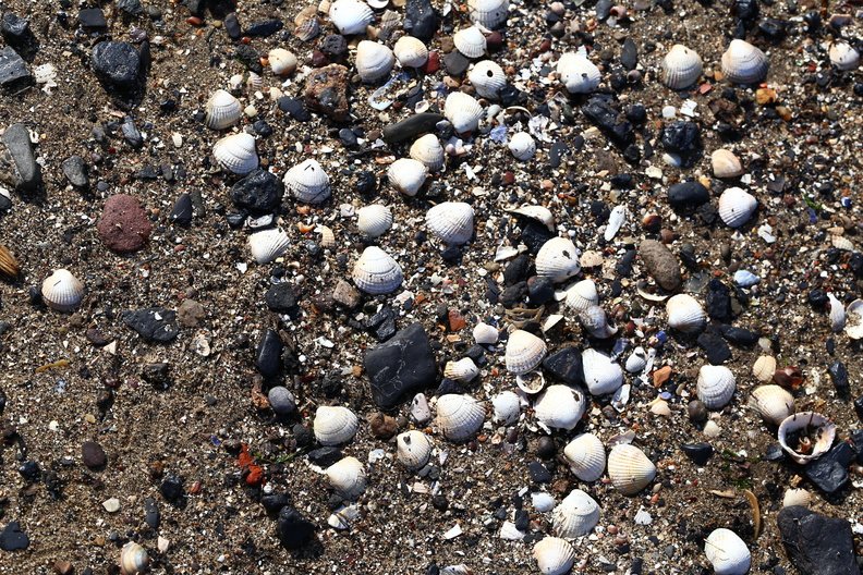 Sea Seashell 014