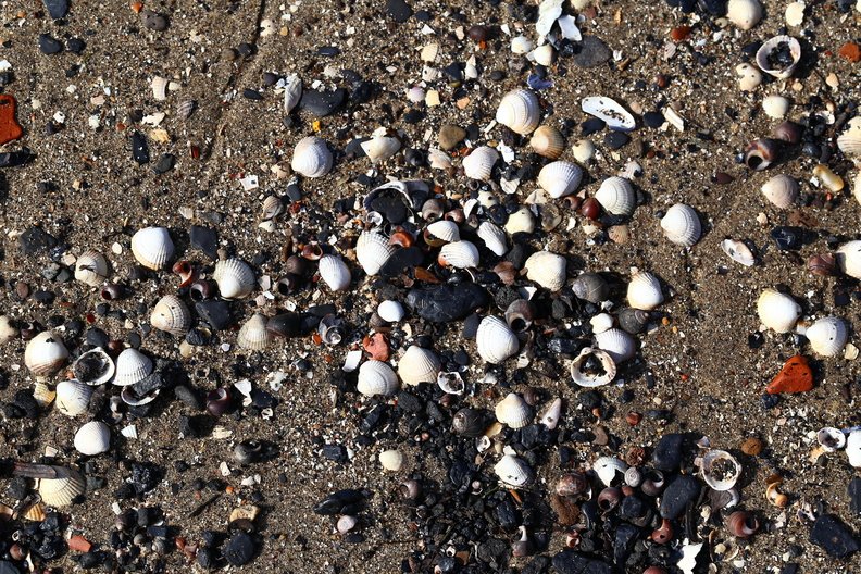 Sea Seashell 015