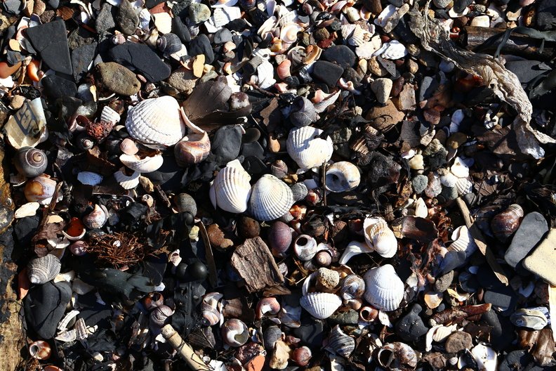 Sea Seashell 009