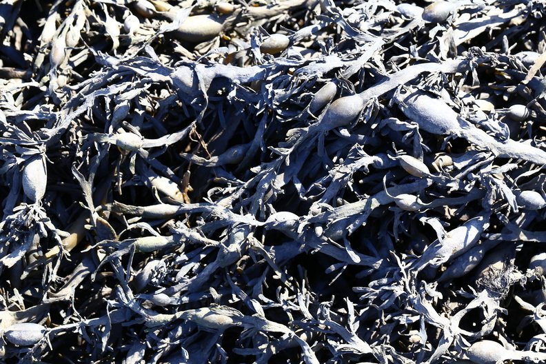 Sea Seaweed 018