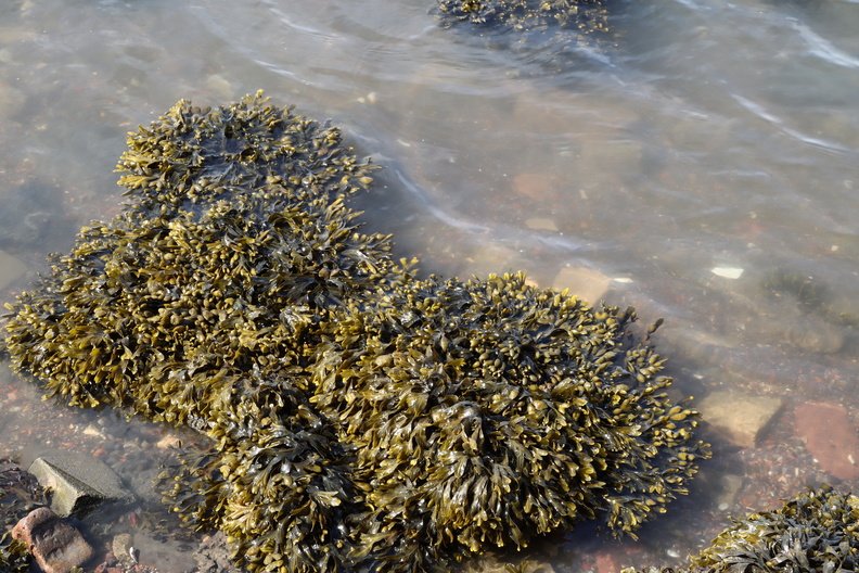 Sea Seaweed 001