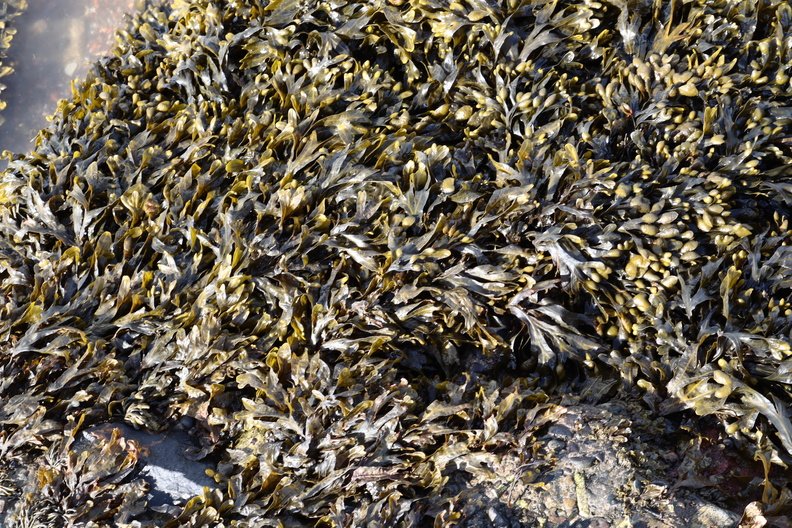 Sea Seaweed 003