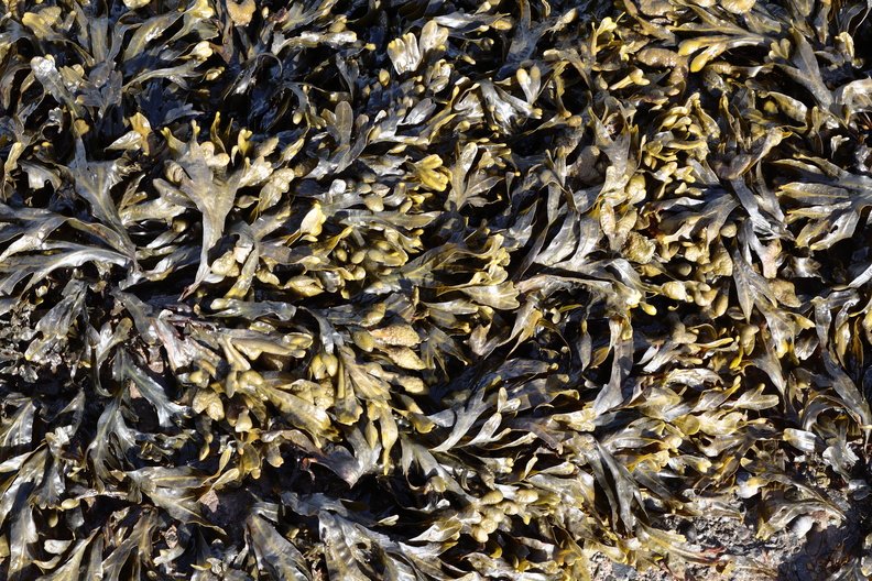 Sea Seaweed 004