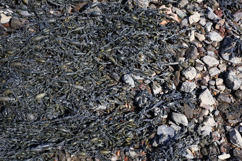 Sea Seaweed 007