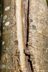 Nature Tree Trunk 057