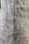 Nature Tree Trunk 038