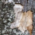 Nature Tree Trunk 039