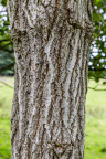 Nature Tree Trunk 045