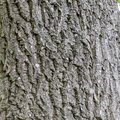 Nature Tree Trunk 046