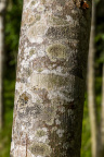 Nature Tree Trunk 048