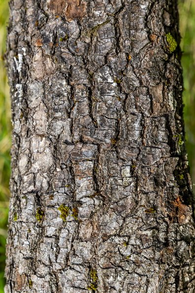 Nature Tree Trunk 049