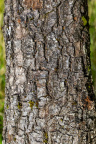Nature Tree Trunk 049