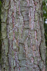 Nature Tree Trunk 050