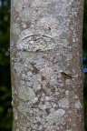 Nature Tree Trunk 051