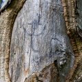 Nature Tree Trunk 052