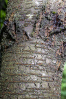 Nature Tree Trunk 053