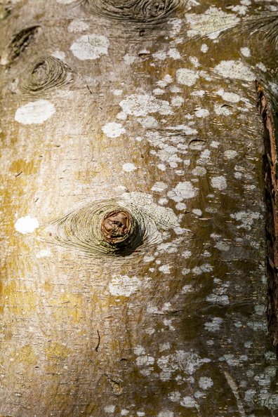 Nature Tree Trunk 054