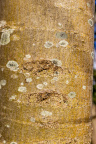 Nature Tree Trunk 056