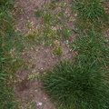 Nature Grass 028
