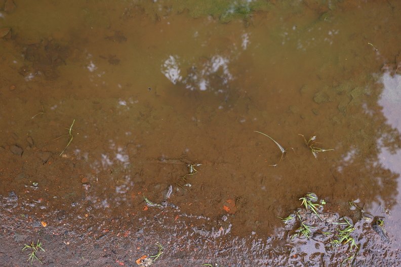 Water_Puddle_003.JPG