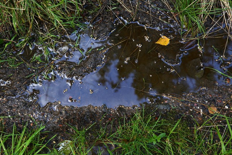 Water_Puddle_006.JPG