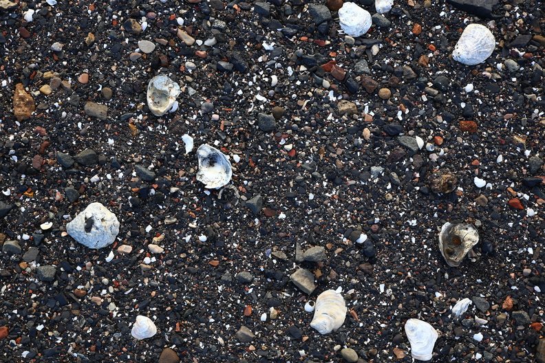 Sea Seashell 016