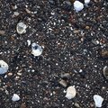 Sea Seashell 016